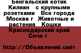 Бенгальский котик Килиан , с крупными розетками - Все города, Москва г. Животные и растения » Кошки   . Краснодарский край,Сочи г.